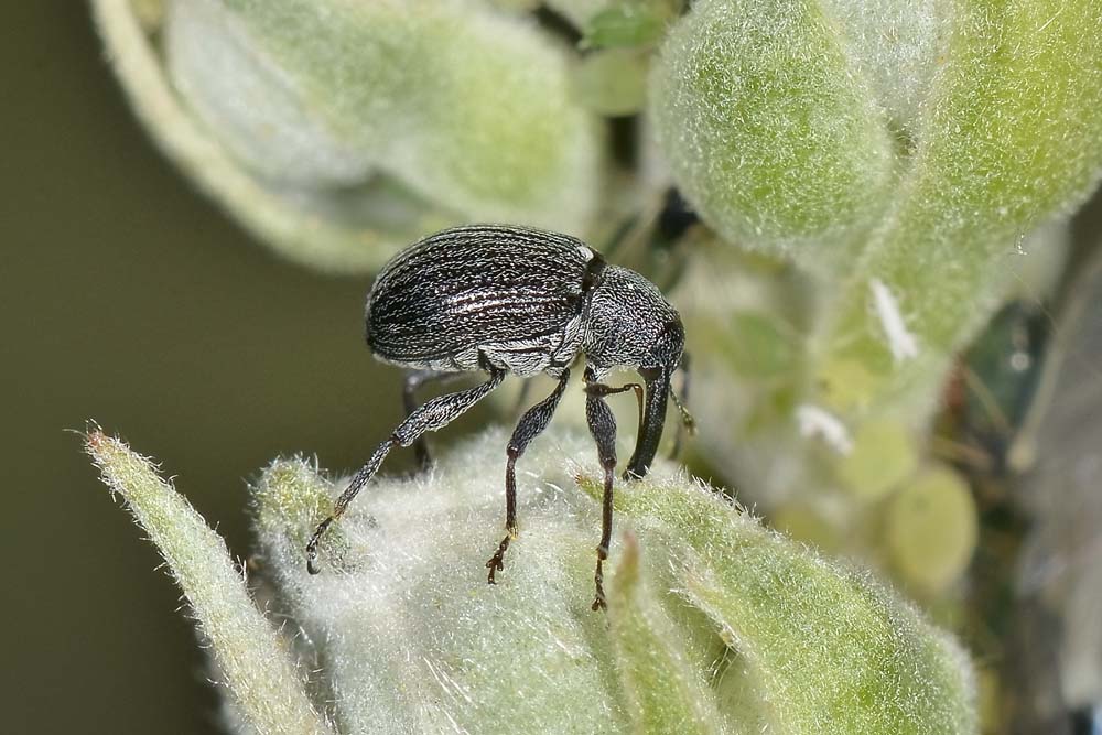 Anthonomus rubi - Curculionidae